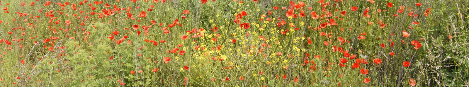 Wiese mit Wildblumen © Dienstleistungszentren Ländlicher Raum